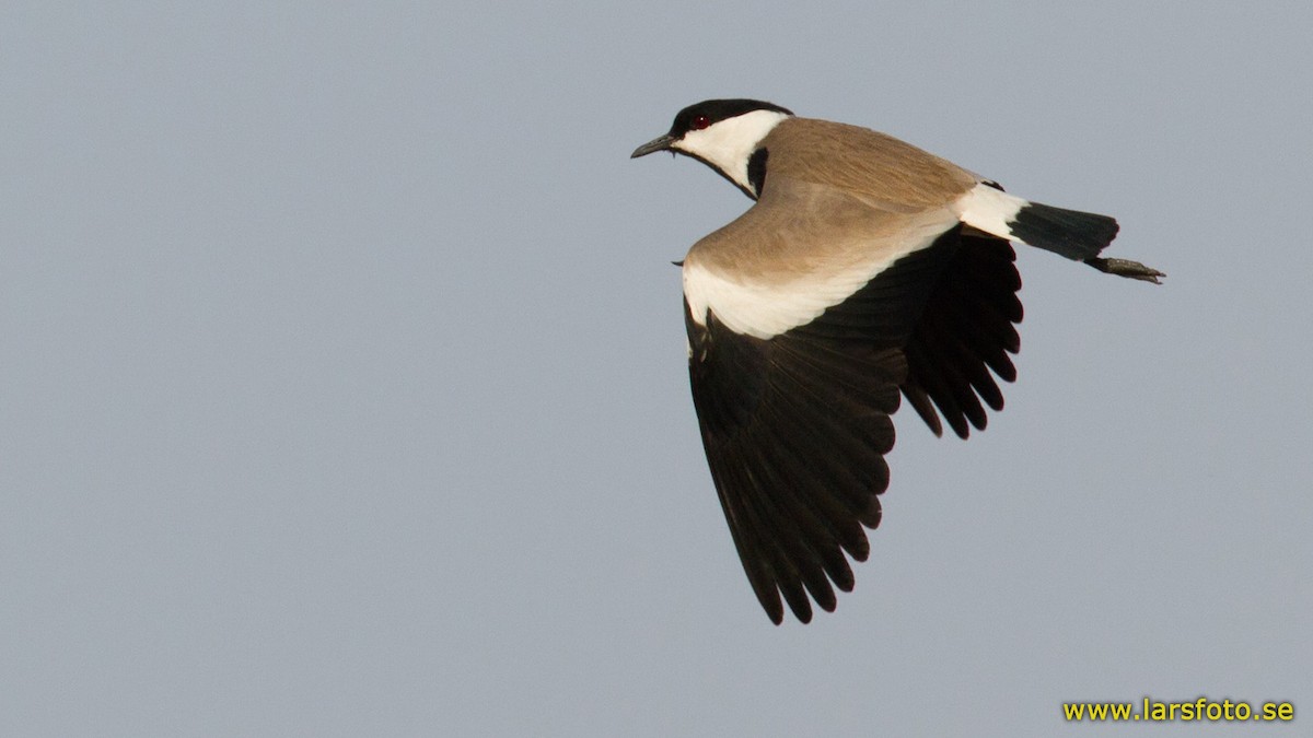 Spur-winged Lapwing - Lars Petersson | My World of Bird Photography