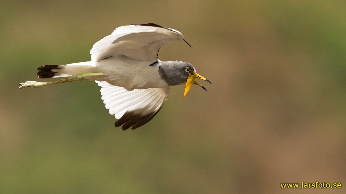White-crowned Lapwing - Lars Petersson | My World of Bird Photography