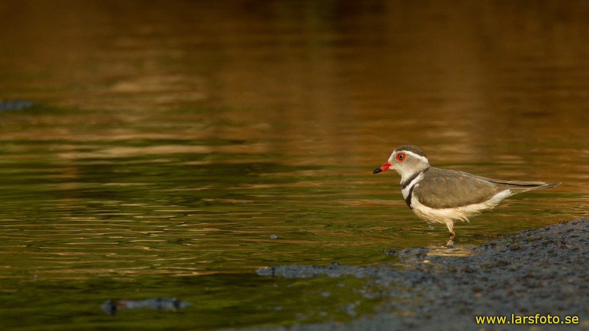 Three-banded Plover (African) - ML205912701