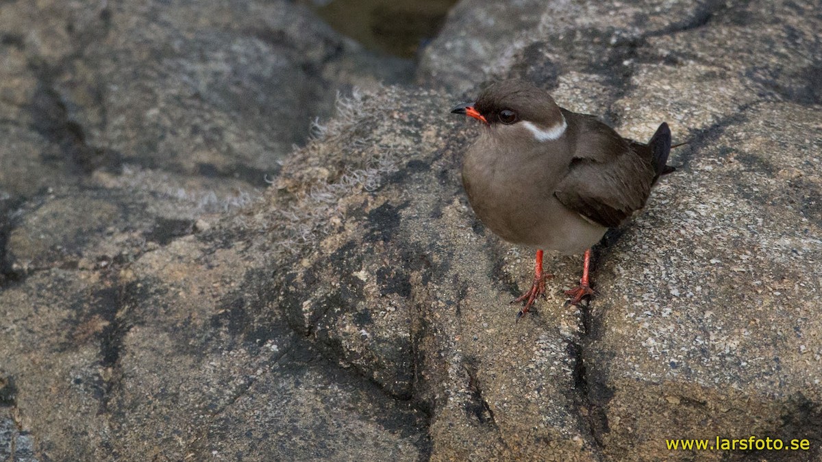 Rock Pratincole (Rufous-naped) - Lars Petersson | My World of Bird Photography