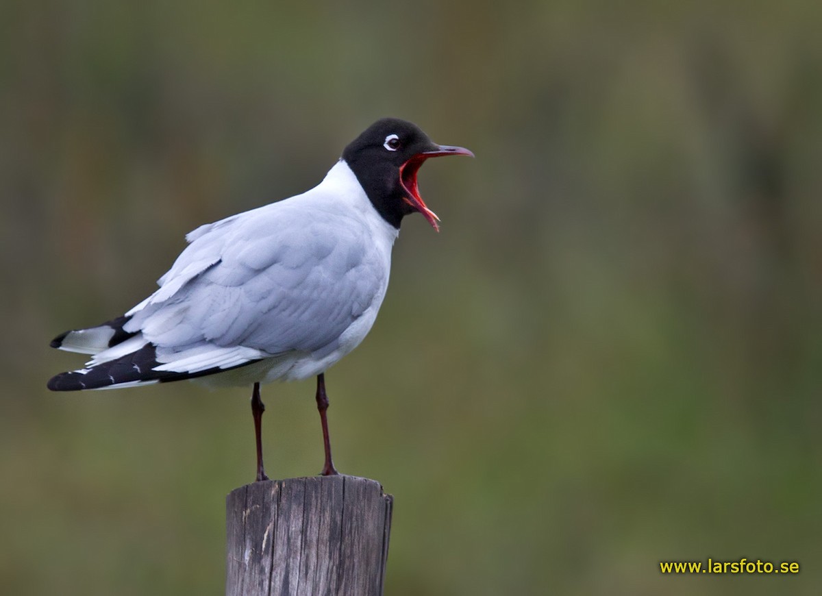 Andean Gull - Lars Petersson | My World of Bird Photography