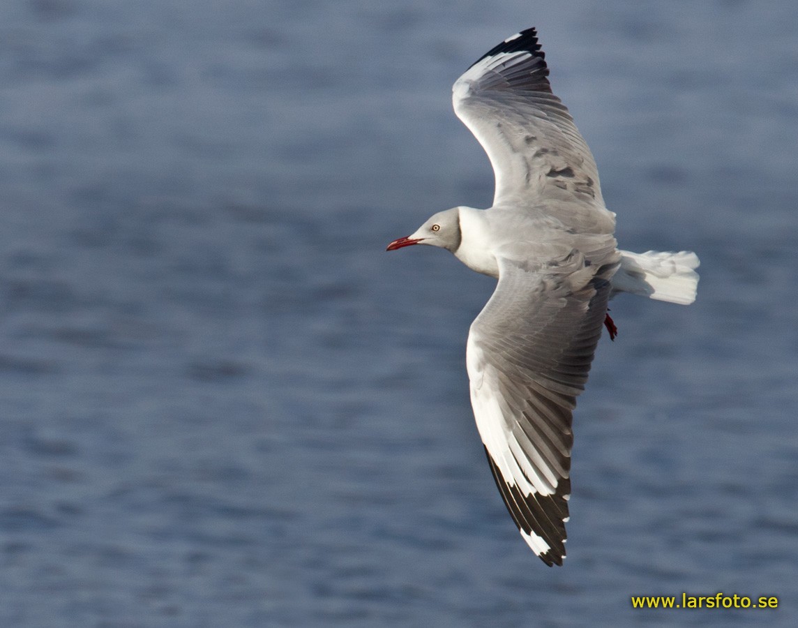 Gray-hooded Gull - Lars Petersson | My World of Bird Photography