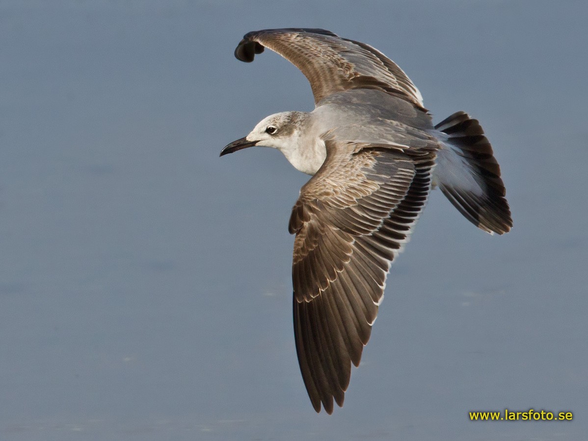 Laughing Gull - Lars Petersson | My World of Bird Photography