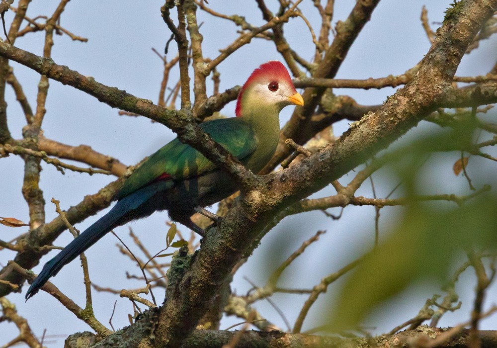 Red-crested Turaco - ML205913121