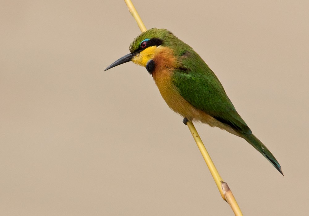 Little Bee-eater - ML205913171