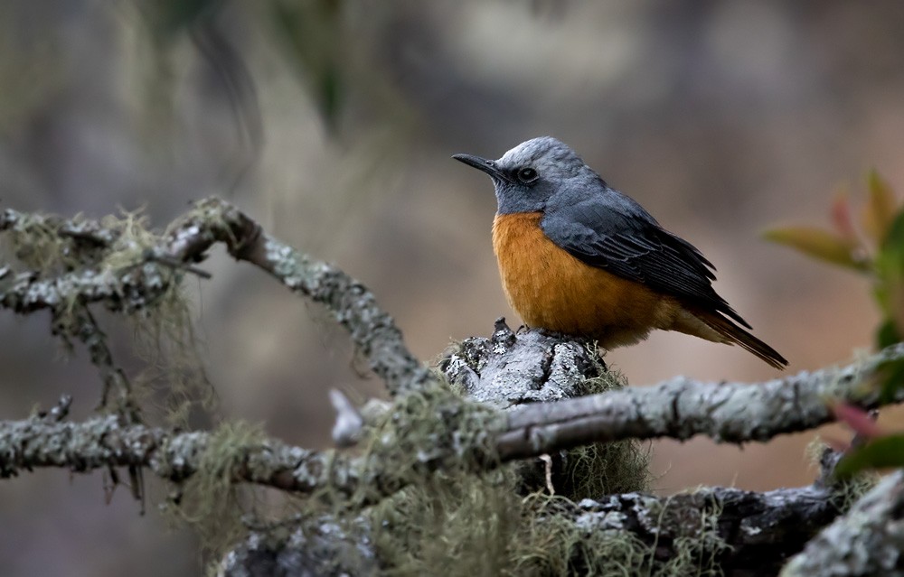 Short-toed Rock-Thrush (White-crowned) - Lars Petersson | My World of Bird Photography