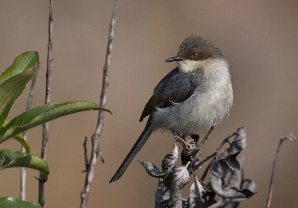 Gray Apalis (Angola) - Lars Petersson | My World of Bird Photography
