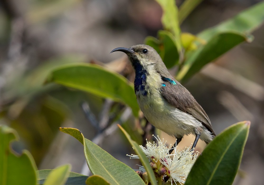 Variable Sunbird (Yellow-bellied) - Lars Petersson | My World of Bird Photography