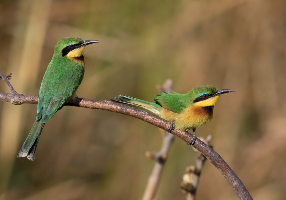 Little Bee-eater - Lars Petersson | My World of Bird Photography