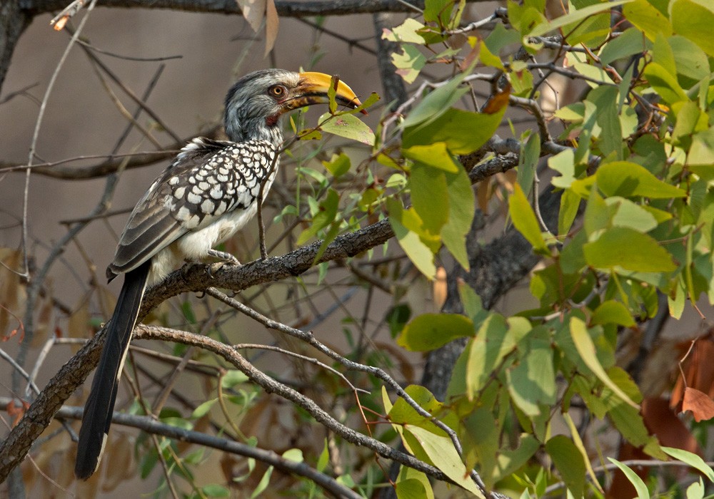 Southern Yellow-billed Hornbill - Lars Petersson | My World of Bird Photography