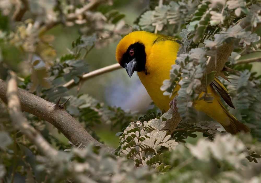 Southern Masked-Weaver - Lars Petersson | My World of Bird Photography