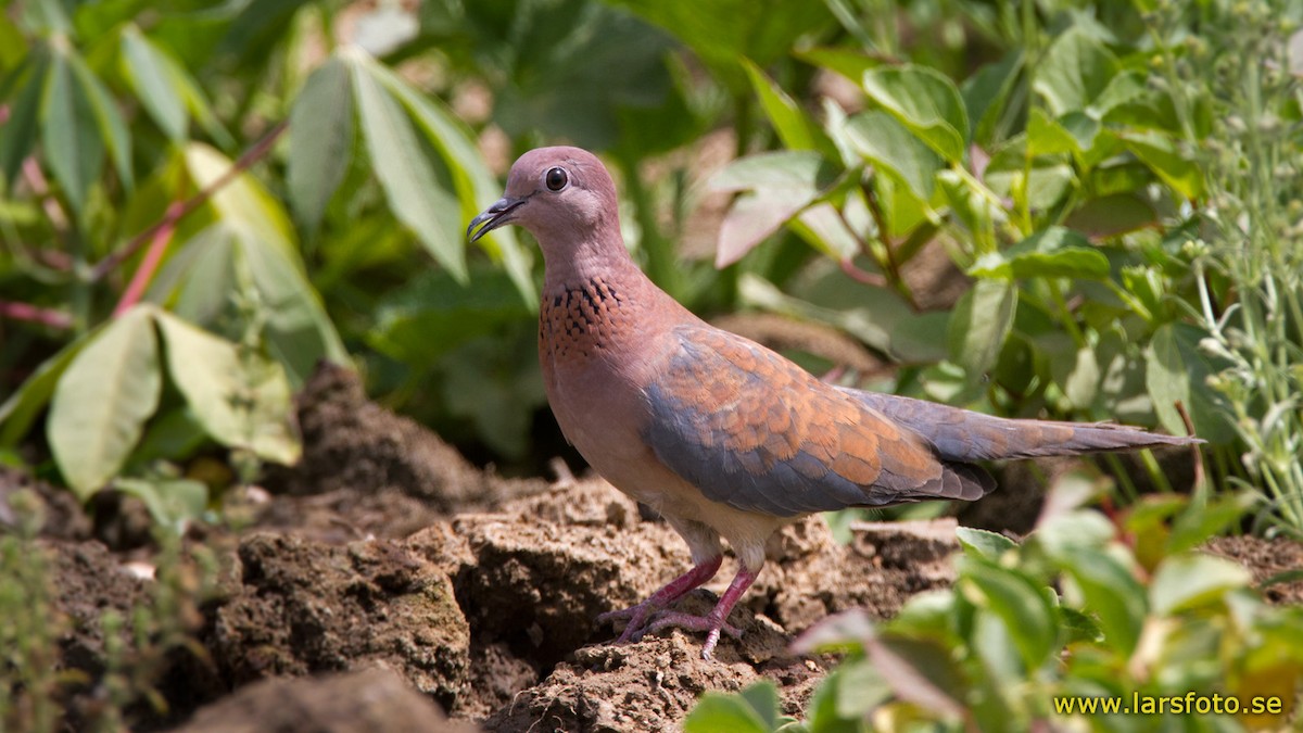 Laughing Dove - ML205913941