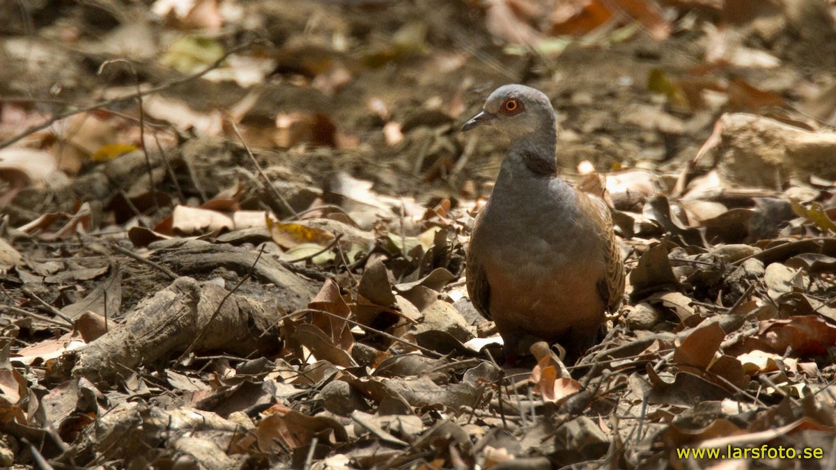 Adamawa Turtle-Dove - ML205913971