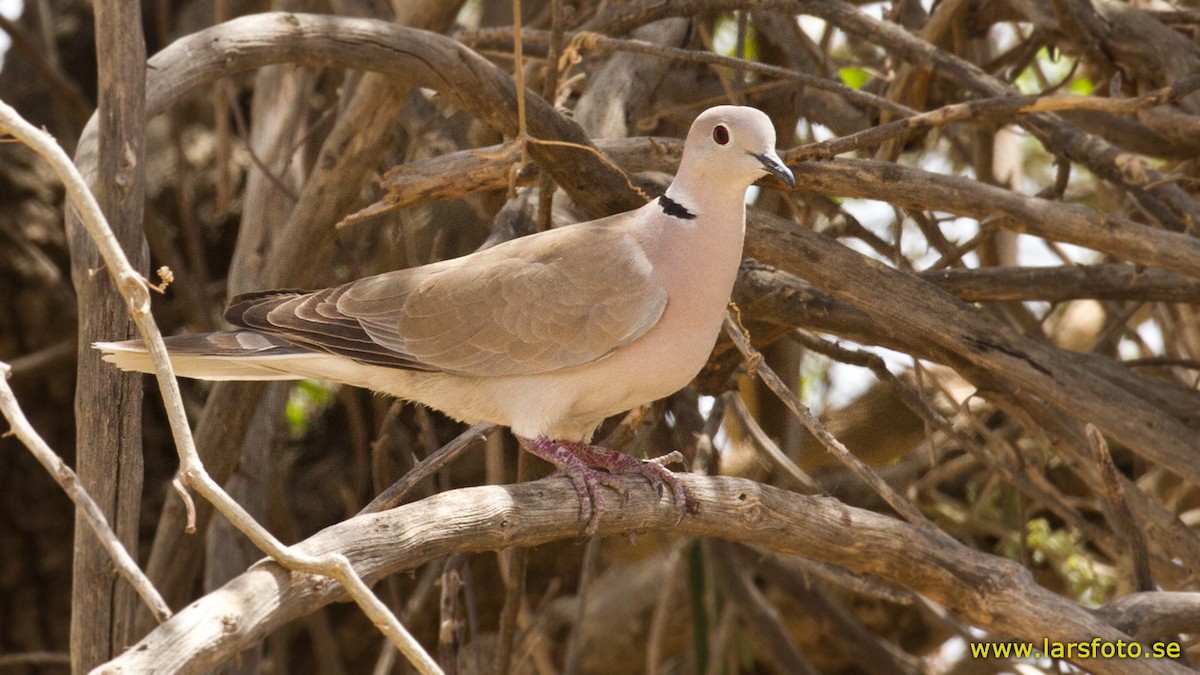 African Collared-Dove - ML205913981