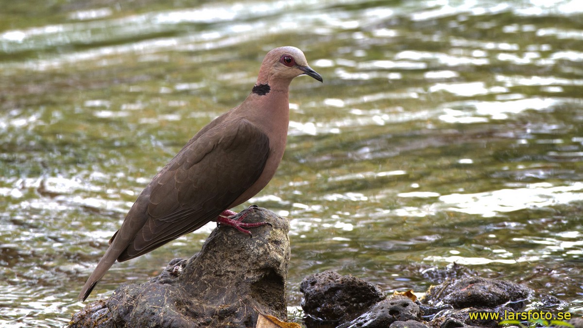 Red-eyed Dove - Lars Petersson | My World of Bird Photography