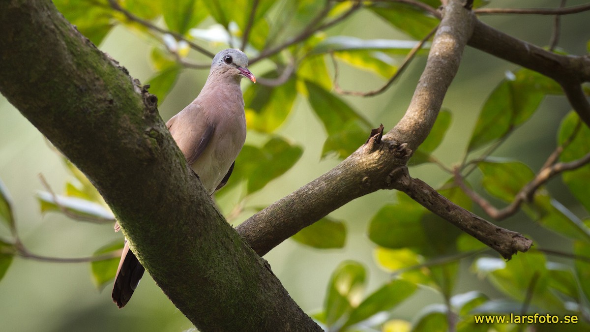 Blue-spotted Wood-Dove - ML205914011