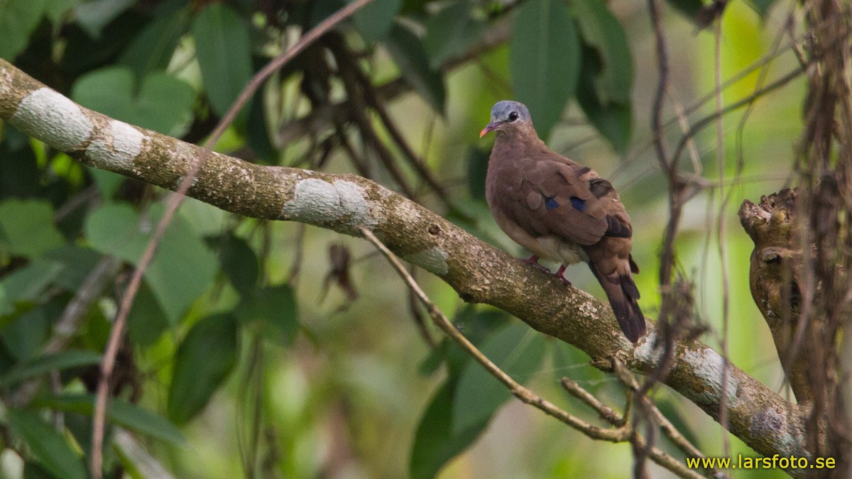 Blue-spotted Wood-Dove - ML205914021