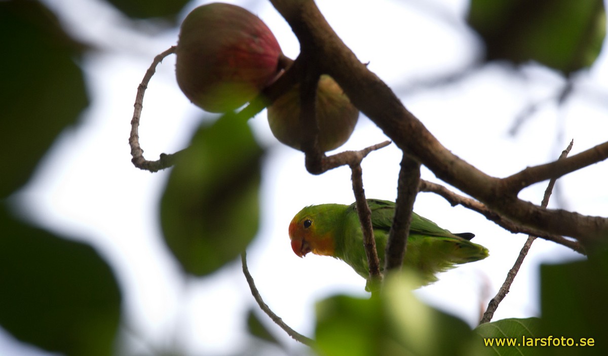 Red-headed Lovebird - Lars Petersson | My World of Bird Photography