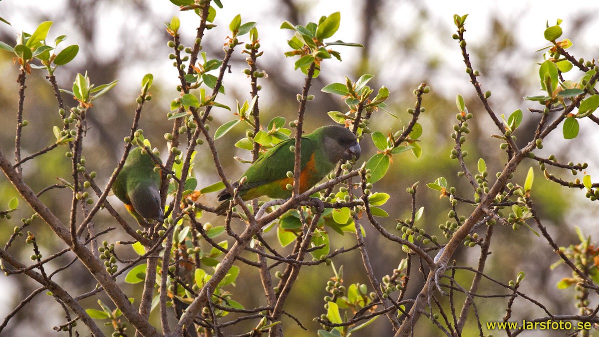 Senegal Parrot - Lars Petersson | My World of Bird Photography