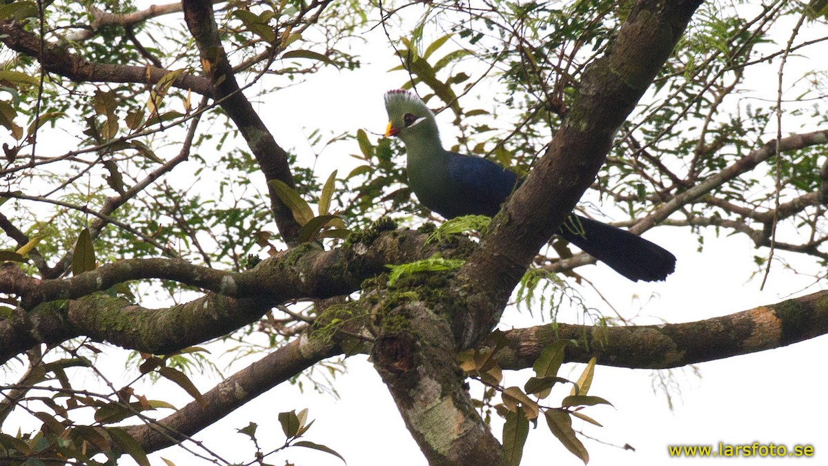 Yellow-billed Turaco (Verreaux's) - Lars Petersson | My World of Bird Photography