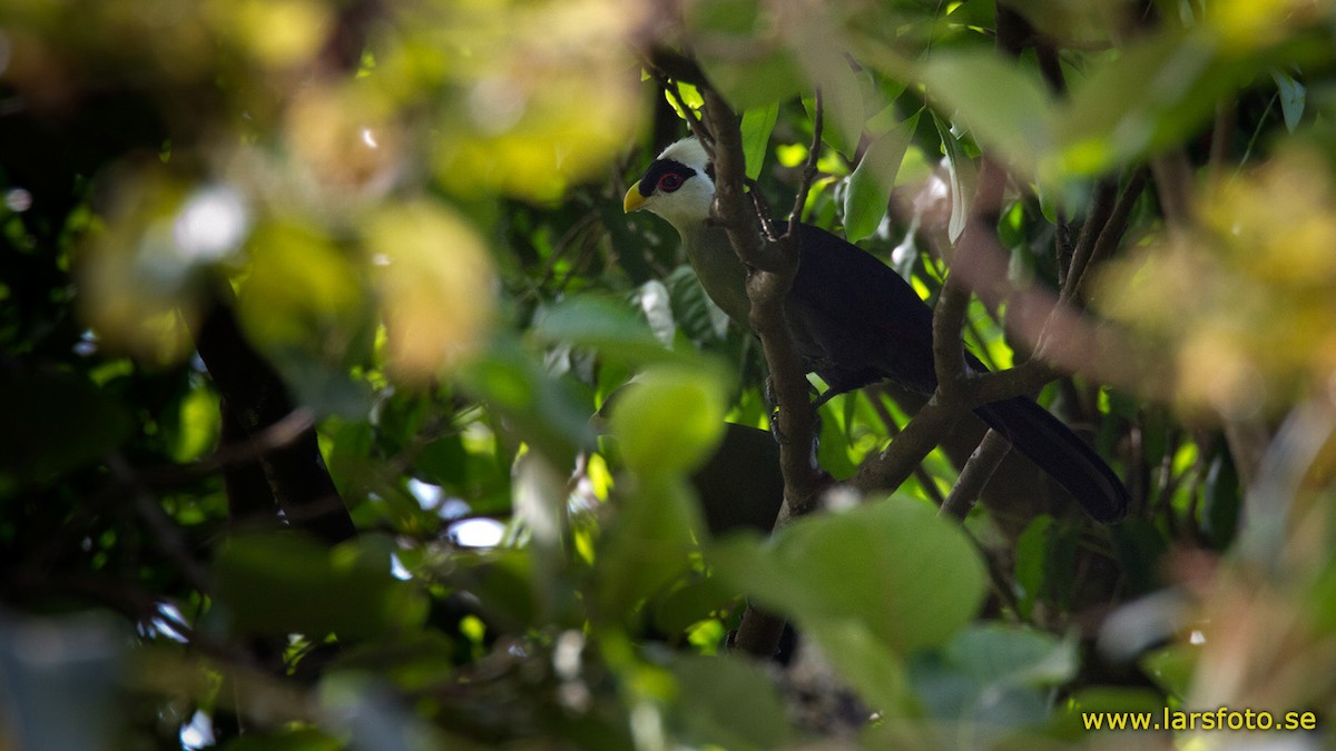 White-crested Turaco - ML205914141