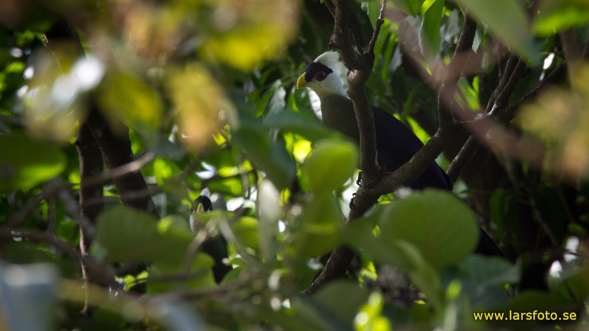 White-crested Turaco - ML205914151