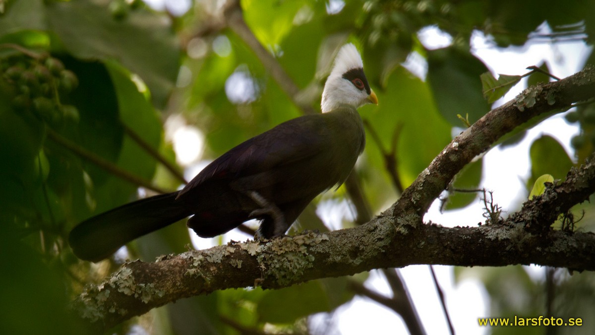 White-crested Turaco - ML205914161