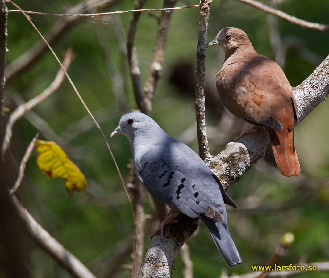 Blue Ground Dove - Lars Petersson | My World of Bird Photography
