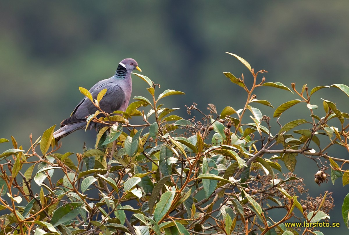 Band-tailed Pigeon (White-necked) - Lars Petersson | My World of Bird Photography