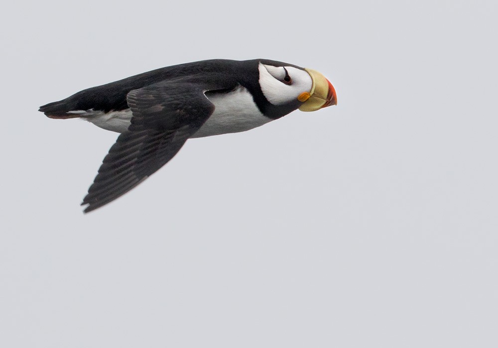 Horned Puffin - ML205914311