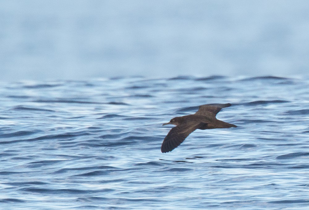 Heinroth's Shearwater - Lars Petersson | My World of Bird Photography