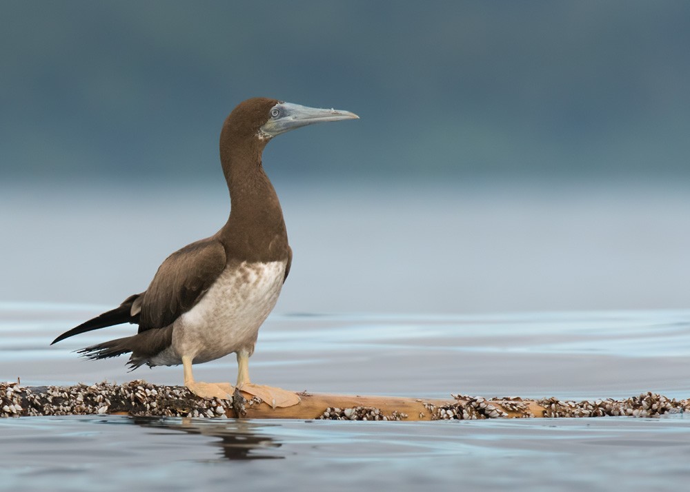 Brown Booby (Forster's) - ML205914361