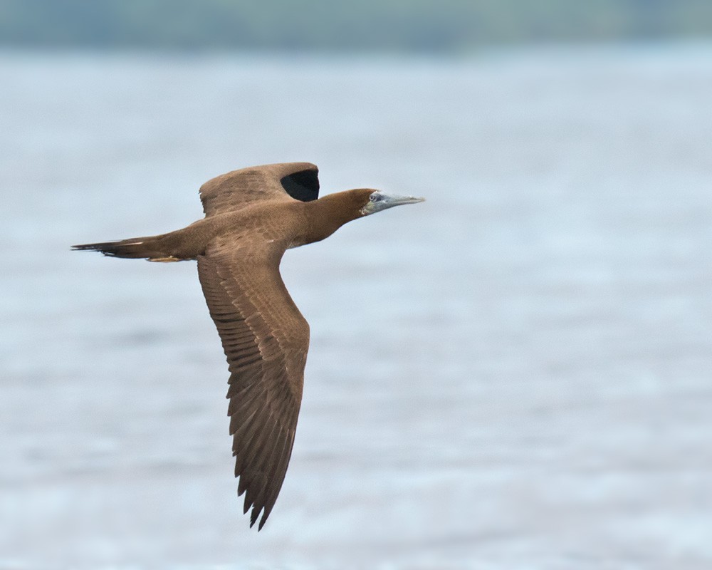 Brown Booby (Forster's) - ML205914371