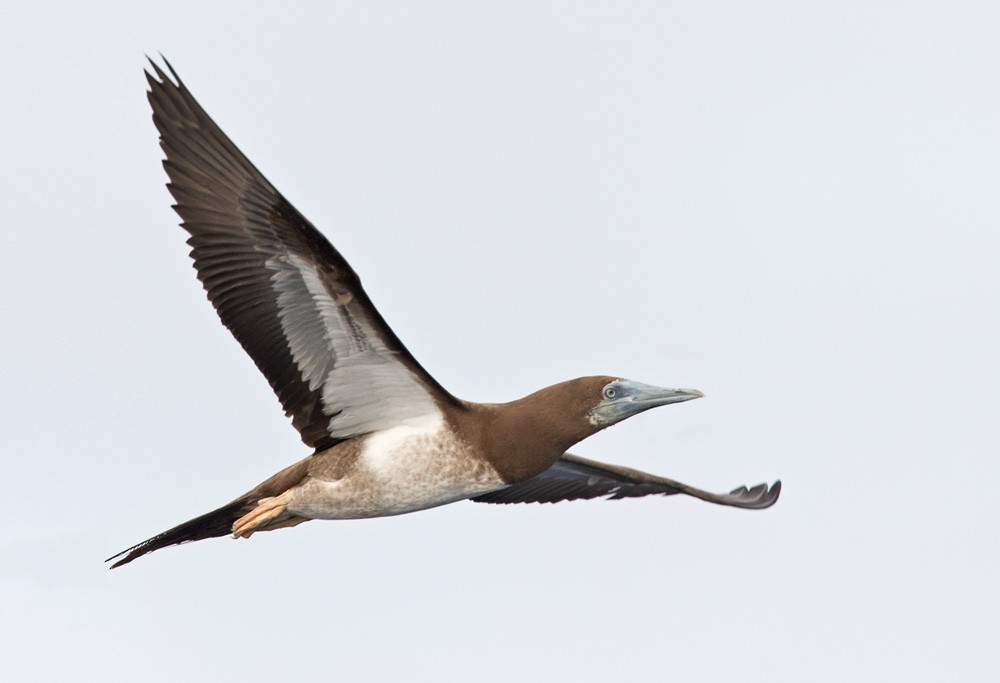 Brown Booby (Forster's) - ML205914381