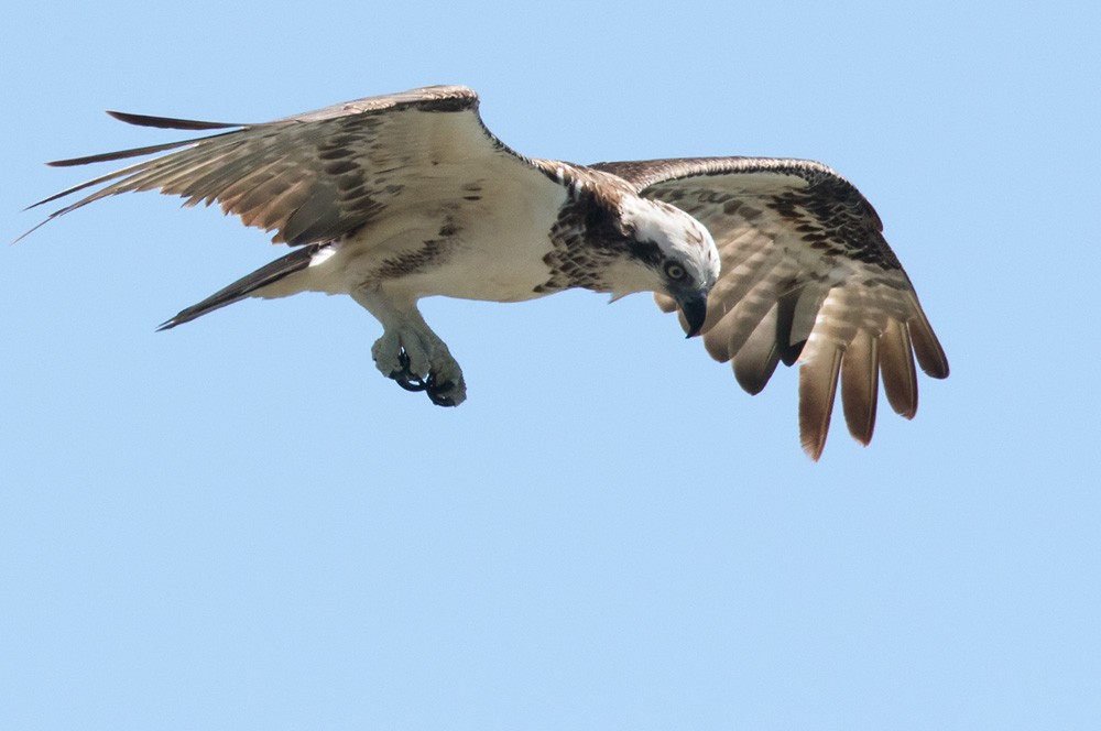 Águila Pescadora (Australia) - ML205914401