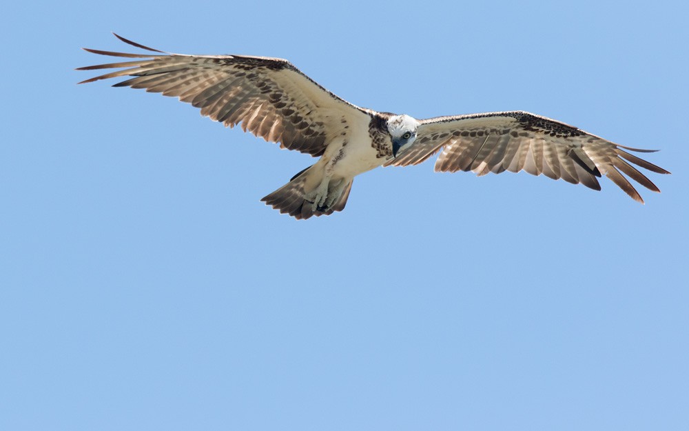 Águila Pescadora (Australia) - ML205914411
