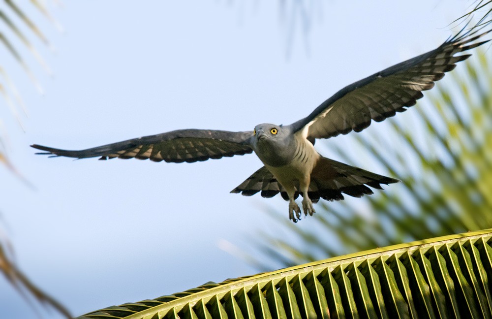 Pacific Baza - Lars Petersson | My World of Bird Photography