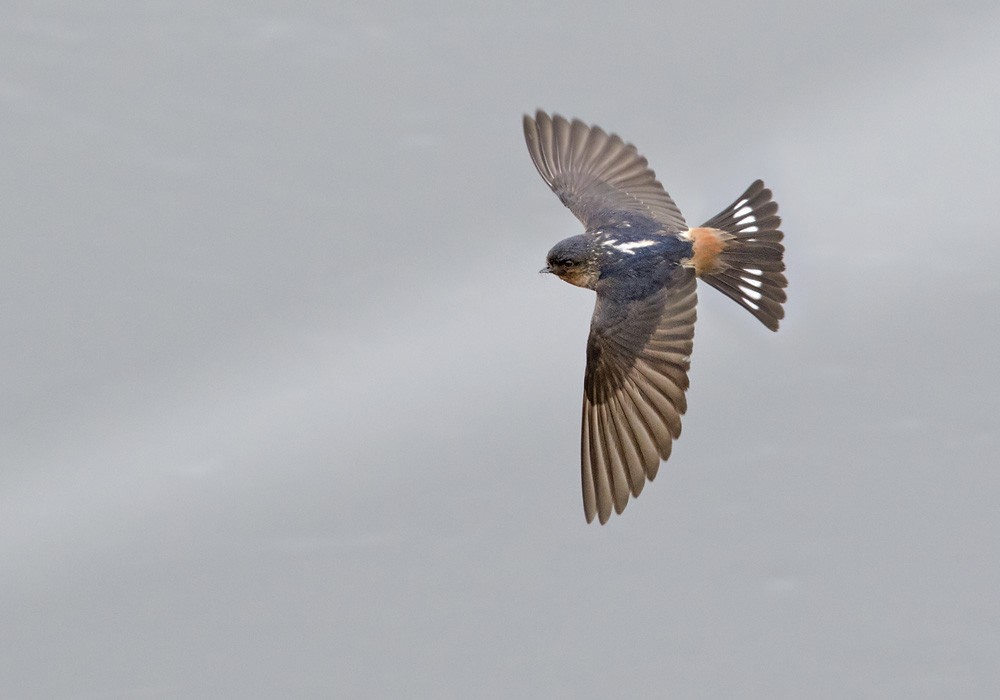 Red-throated Swallow - ML205914471