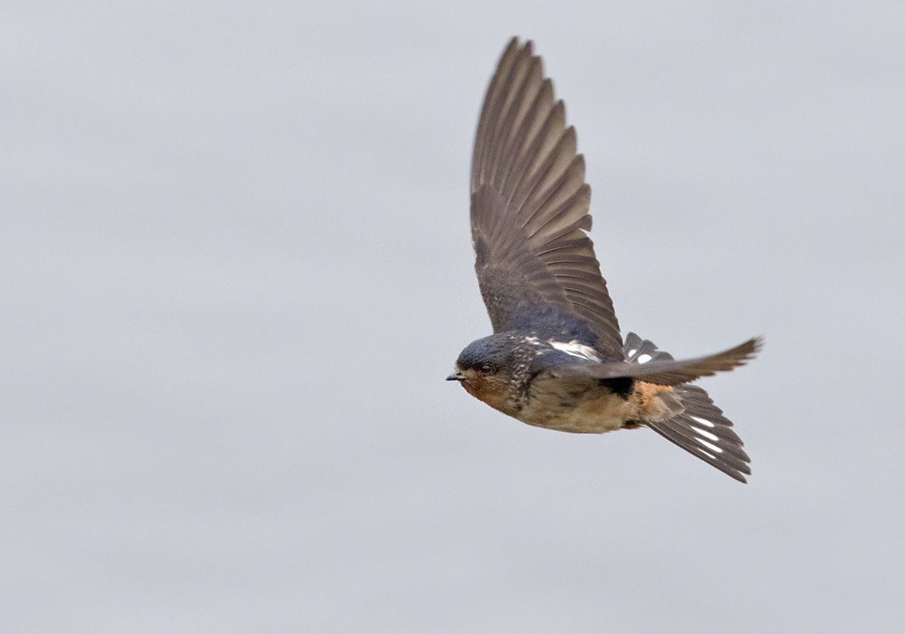 Red-throated Swallow - Lars Petersson | My World of Bird Photography