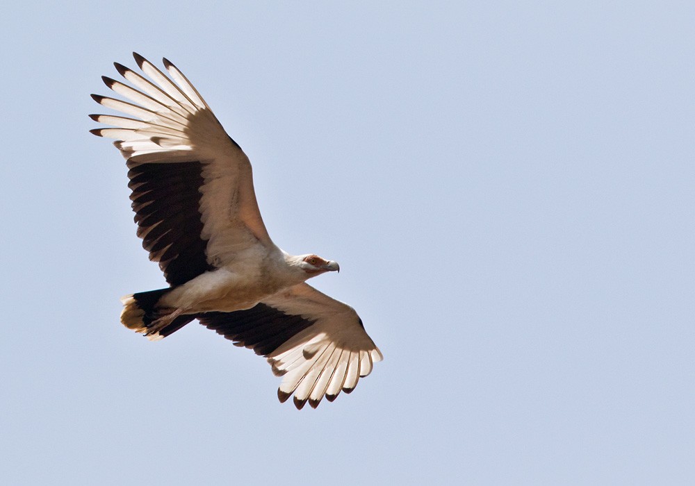 Palm-nut Vulture - Lars Petersson | My World of Bird Photography