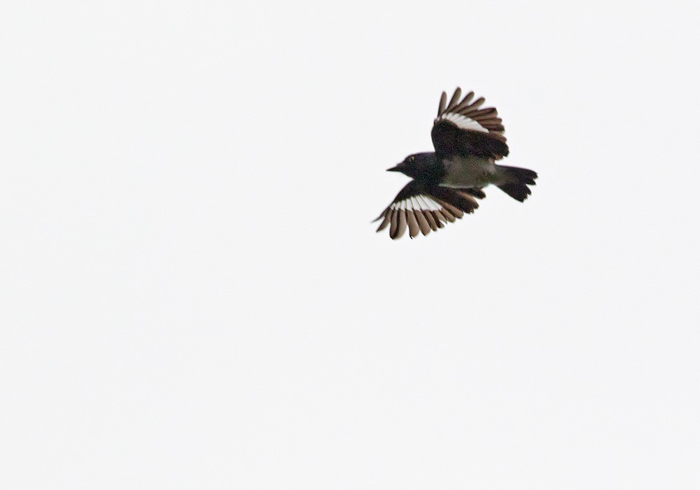 Black-and-white Shrike-flycatcher - ML205914571