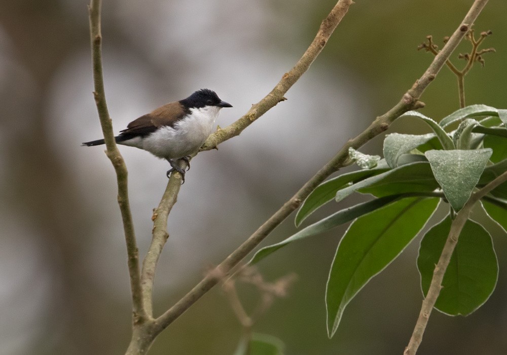 White-breasted Nigrita - Lars Petersson | My World of Bird Photography
