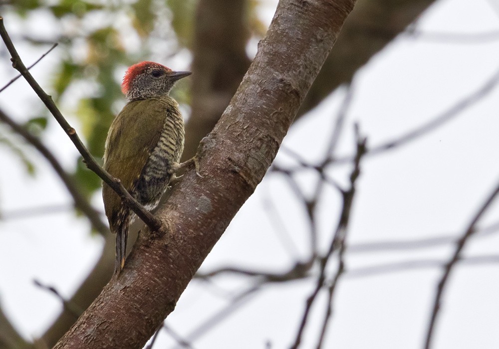 Green-backed Woodpecker (Plain-backed) - ML205914671