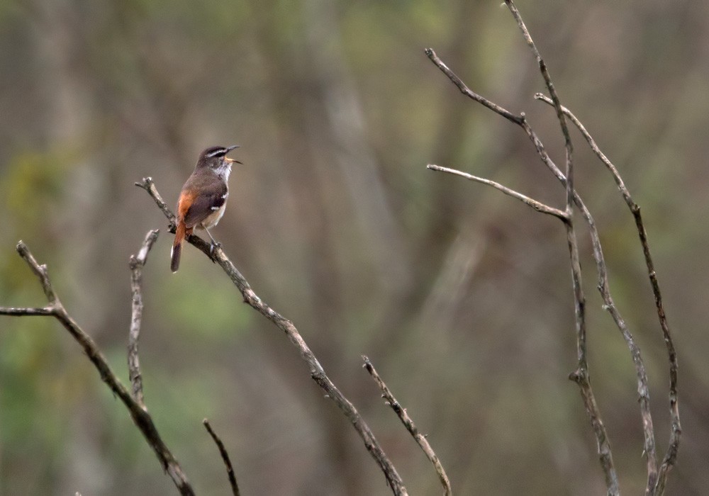Brown-backed Scrub-Robin - Lars Petersson | My World of Bird Photography