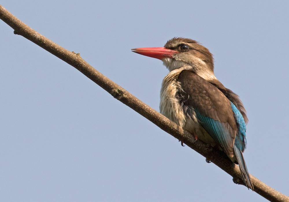 Brown-hooded Kingfisher - Lars Petersson | My World of Bird Photography