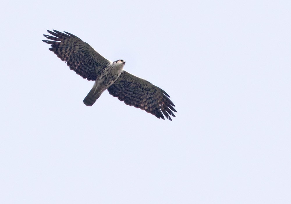 Ayres's Hawk-Eagle - ML205914781