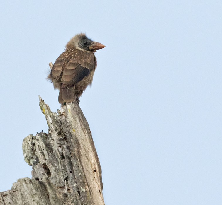 Glatzenbartvogel (calvus/congicus) - ML205914811