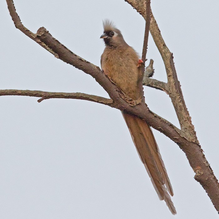 Speckled Mousebird - Lars Petersson | My World of Bird Photography