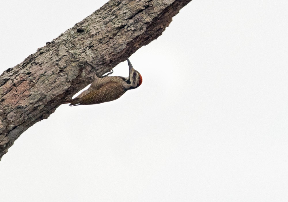 Bearded Woodpecker - Lars Petersson | My World of Bird Photography