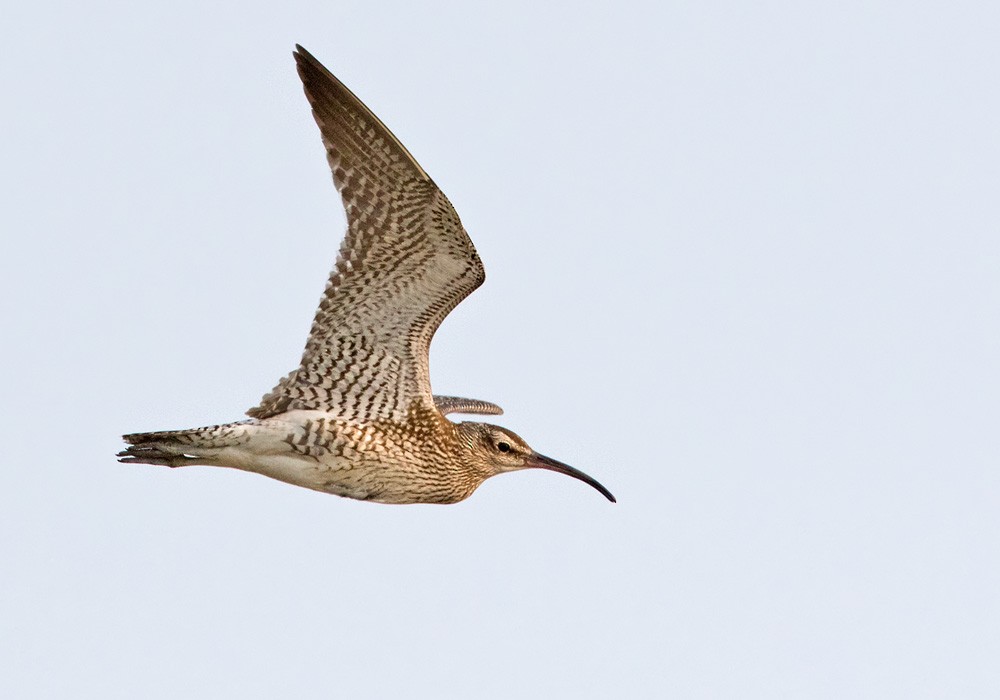Whimbrel - Lars Petersson | My World of Bird Photography